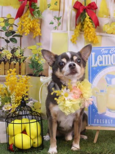 20240420メルくん